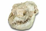 Fossil Oreodont (Leptauchenia) Skull - South Dakota #284206-2